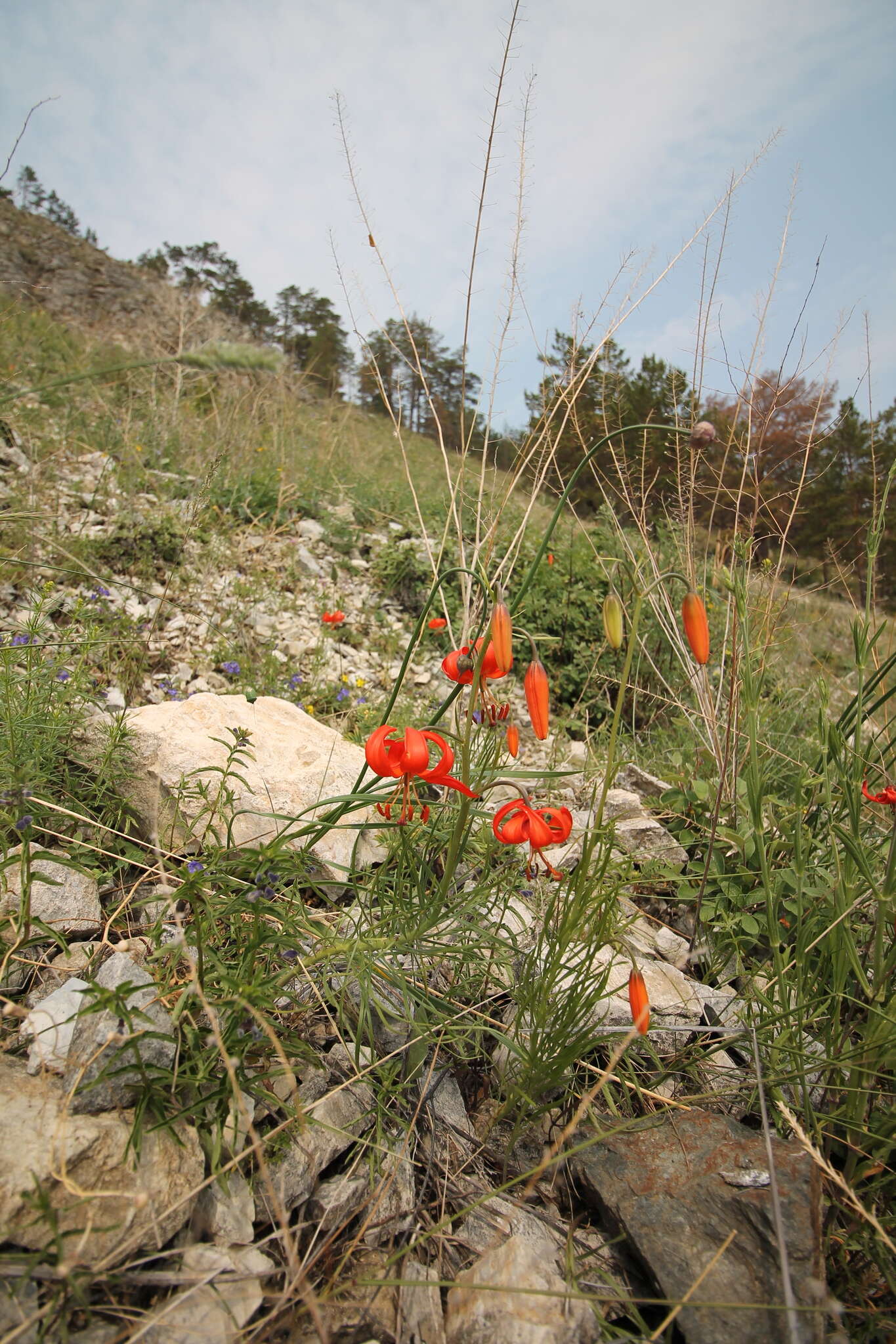 Image of Lilium pumilum Redouté