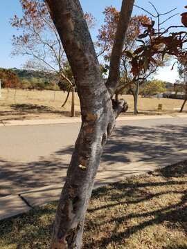 Image de Combretum erythrophyllum (Burch.) Sond.