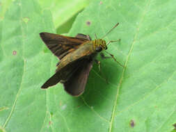 Image of Dun Sedge Skipper