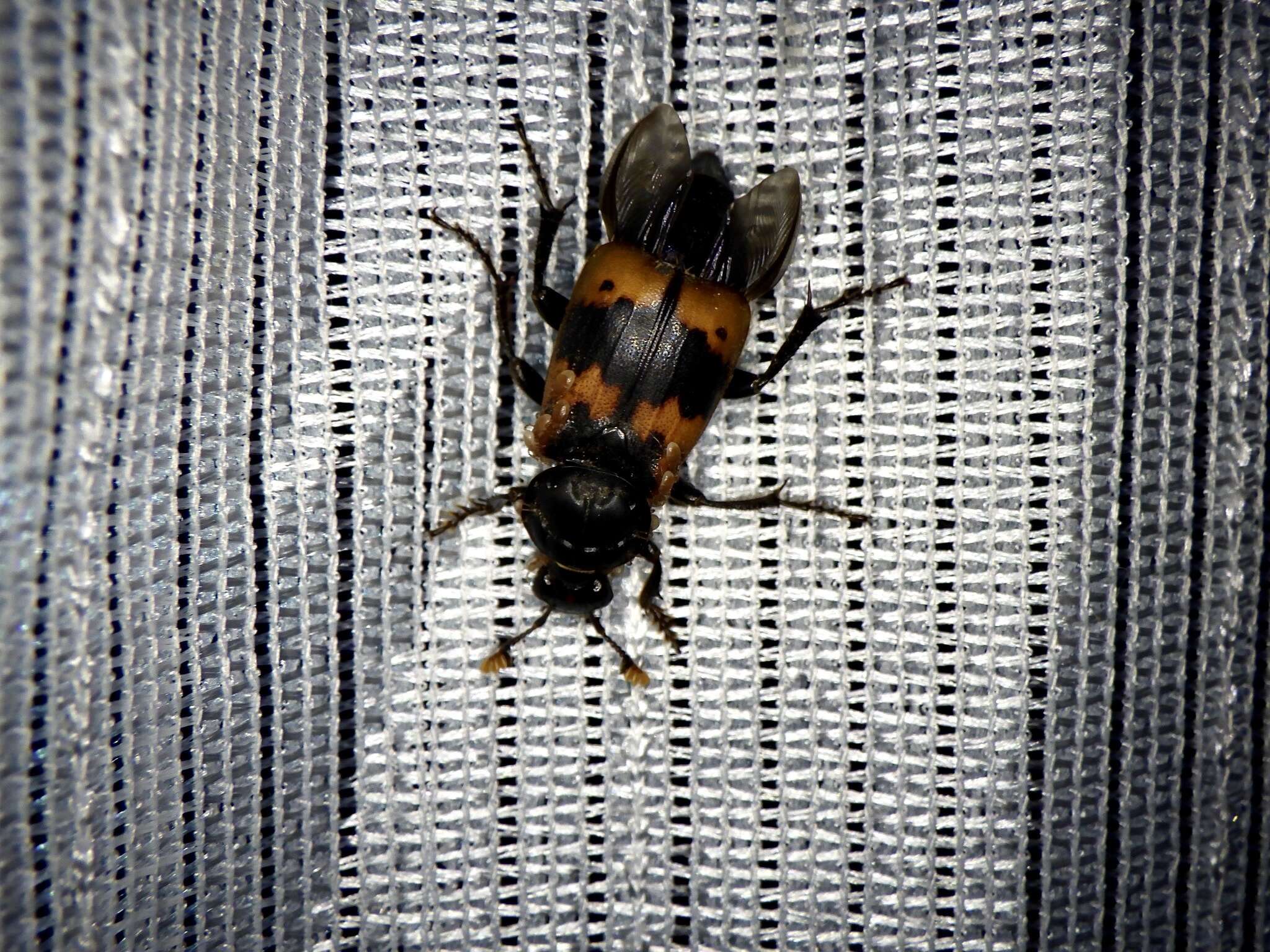 Imagem de Nicrophorus (Nicrophorus) quadripunctatus (Kraatz 1877)