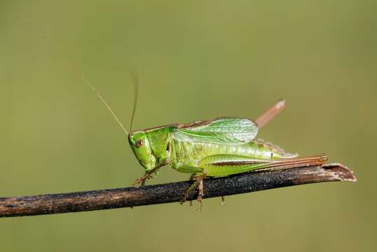 Image of two-coloured bush-cricket