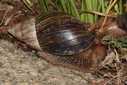 Image de Lissachatina immaculata