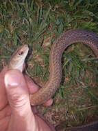 Psammophis brevirostris Peters 1881的圖片