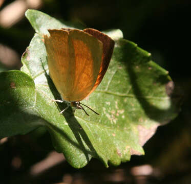 Imagem de Loxura atymnus continentalis Fruhstorfer (1912)