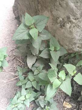 Image of sticky snakeroot