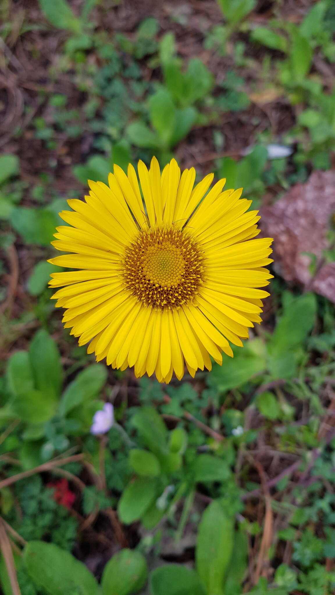 Imagem de Osbertia stolonifera (DC.) Greene