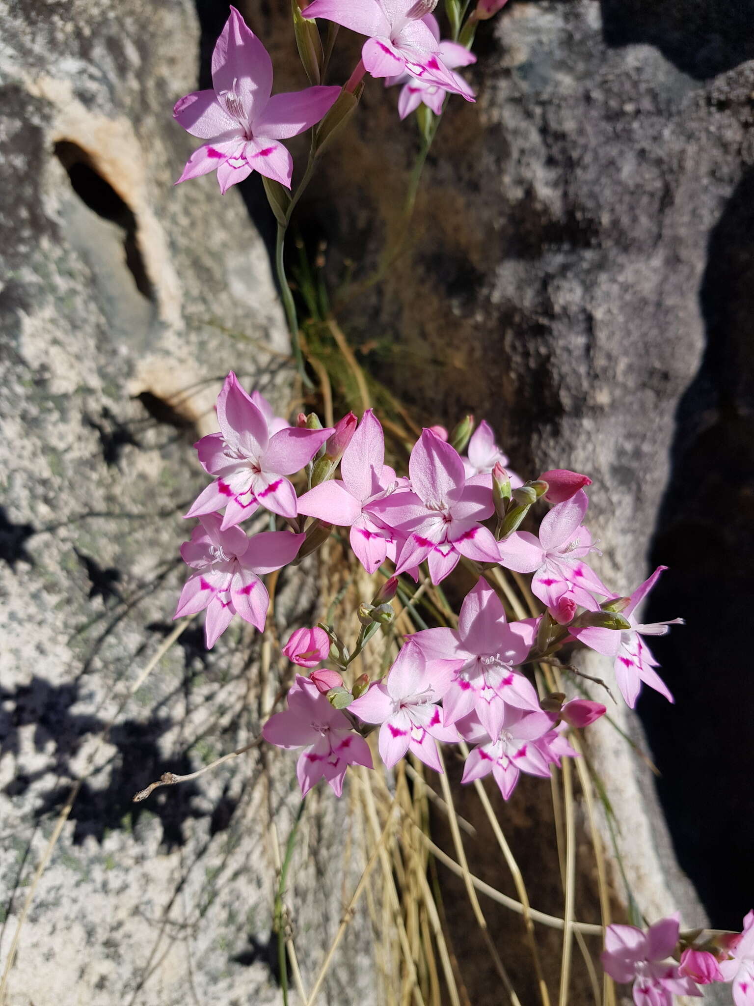 Image of Gladiolus cylindraceus G. J. Lewis