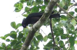 Image of Red-rumped Cacique