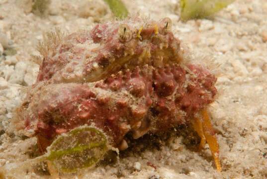 Image of rough box crab