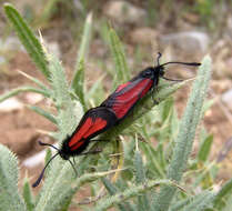 Image of Zygaena brizae Esper 1797