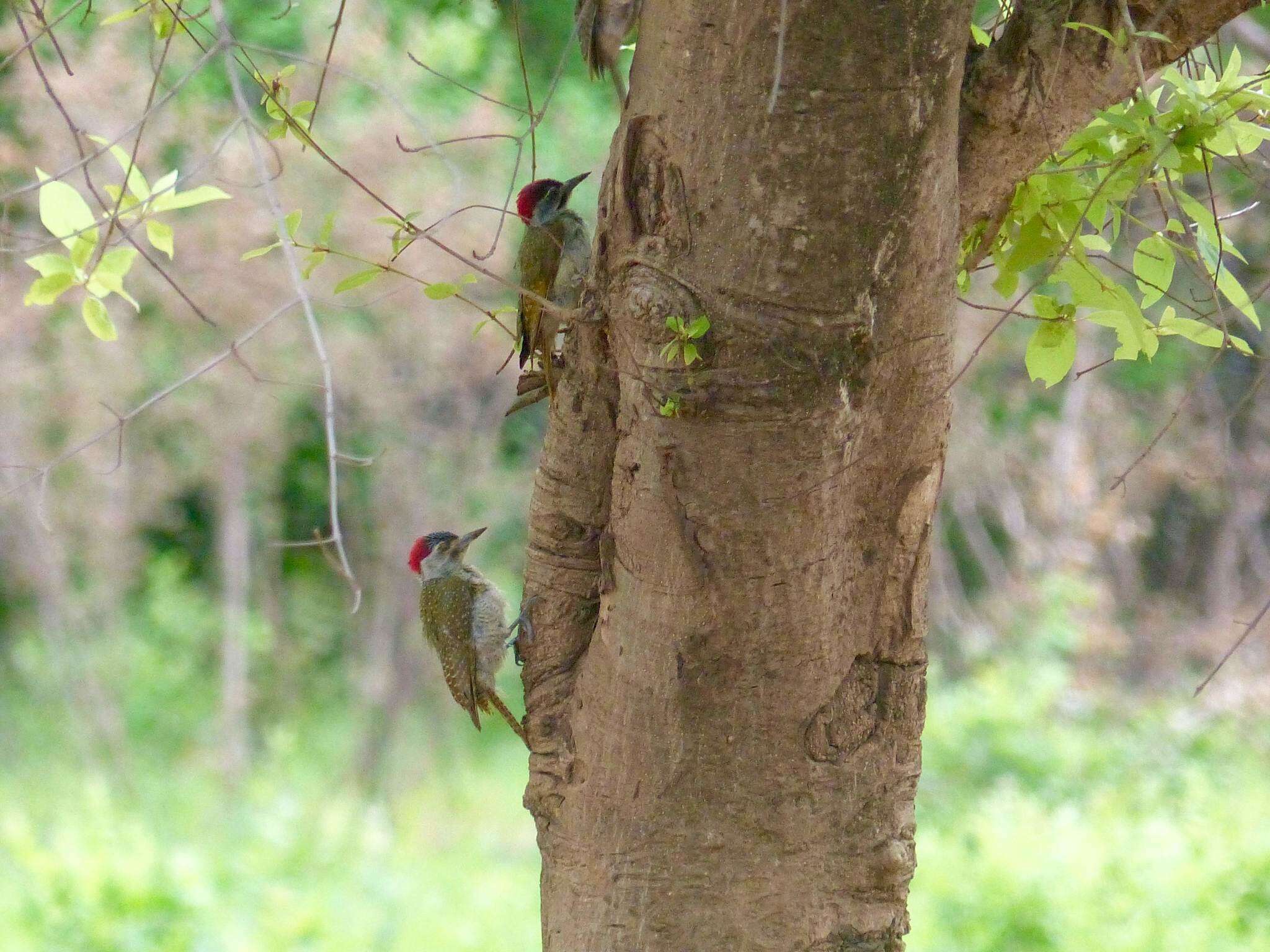 Image of Fine-spotted Woodpecker