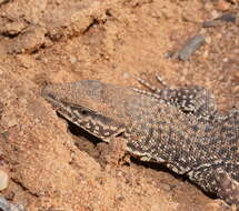 Imagem de Varanus storri Mertens 1966