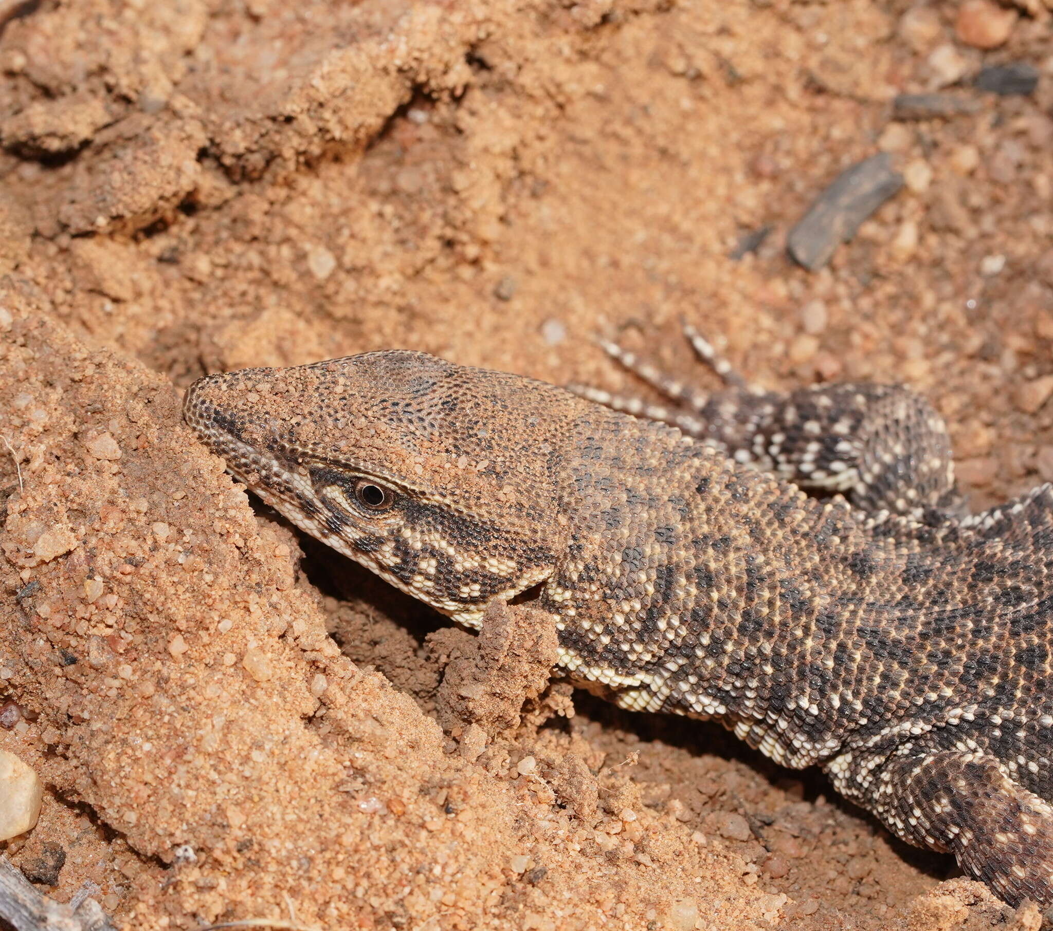 Imagem de Varanus storri Mertens 1966