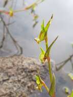 Image de Commelina subulata Roth