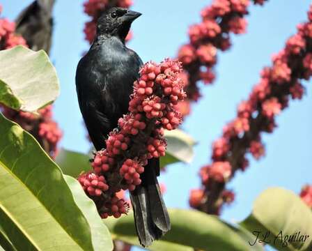 Image of Scrub Blackbird