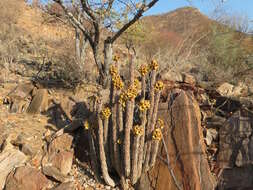 Image of Ceropegia floriparva Bruyns