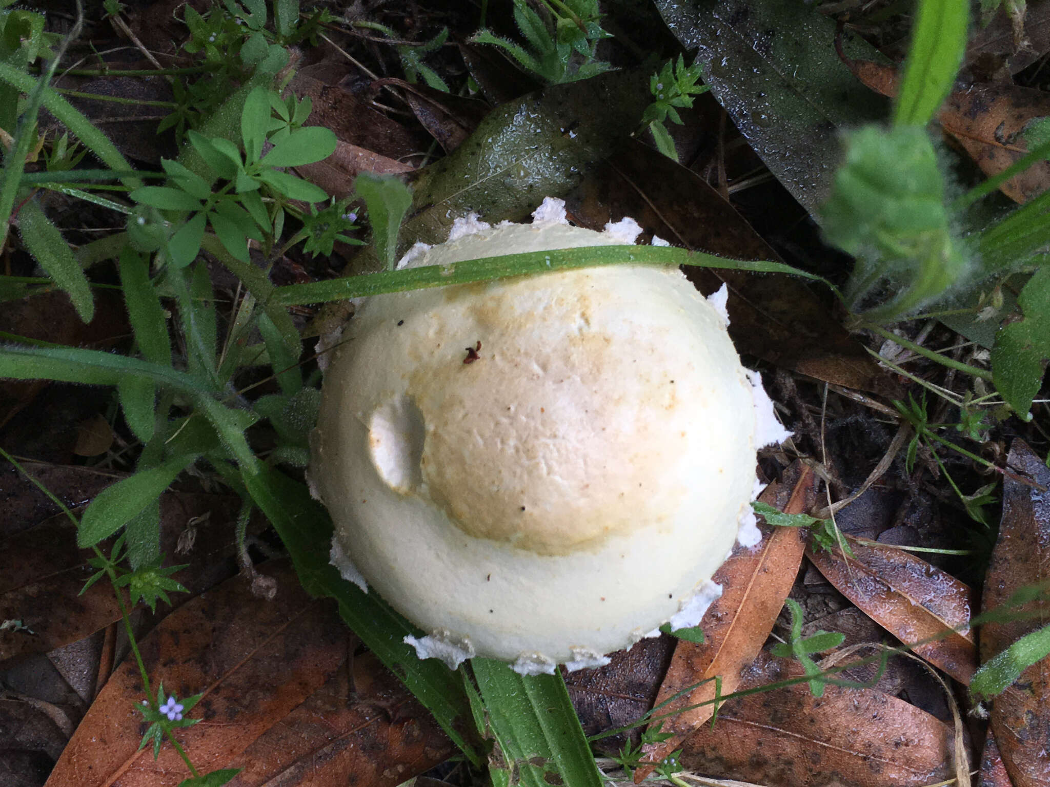 Image of Agrocybe molesta (Lasch) Singer 1978