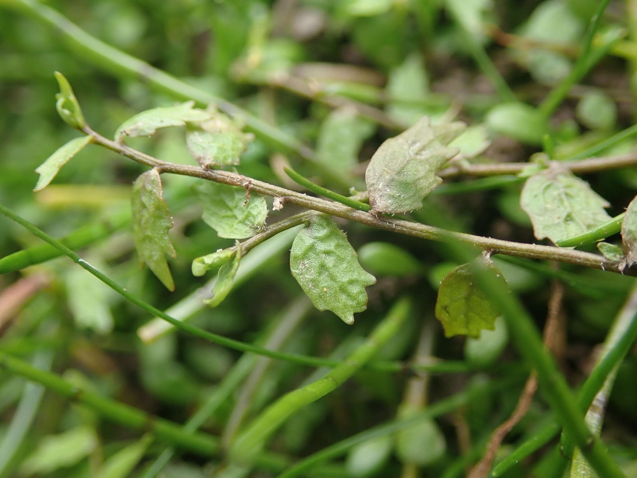 Image of Lobelia perpusilla Hook. fil.