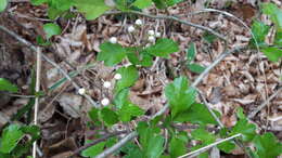 Imagem de Crataegus laevigata (Poir.) DC.