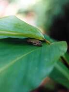 Image of Hyperolius mariae Barbour & Loveridge 1928