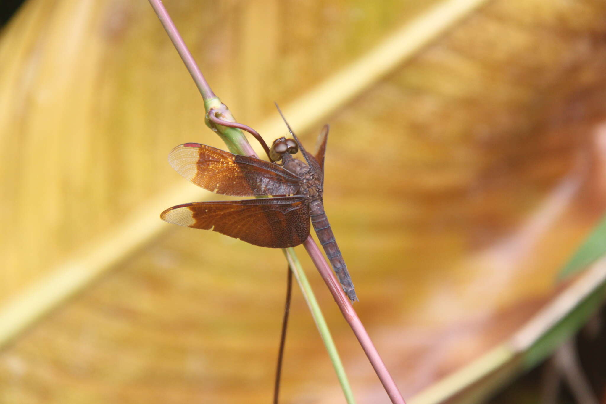 Image of Black Stream Glider