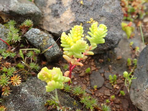 Image of Sierran Mock Stonecrop