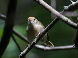 Image of Common Tailorbird