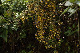 Duranta mutisii L. fil. resmi