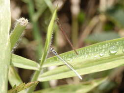 Sivun Agriocnemis argentea Tillyard 1906 kuva