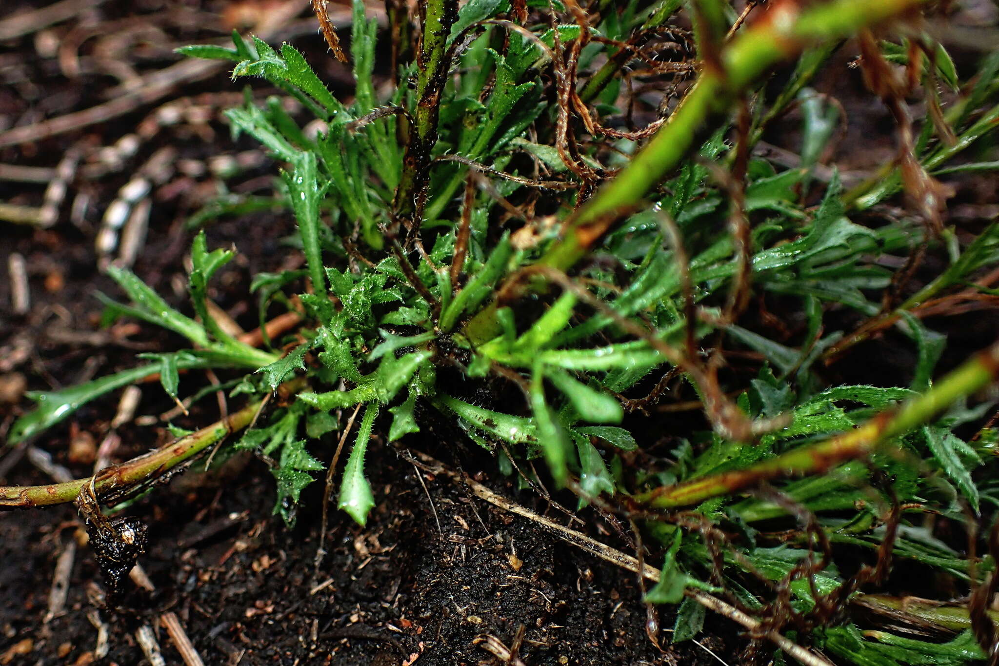 Image of Vittadinia muelleri N. T. Burbidge