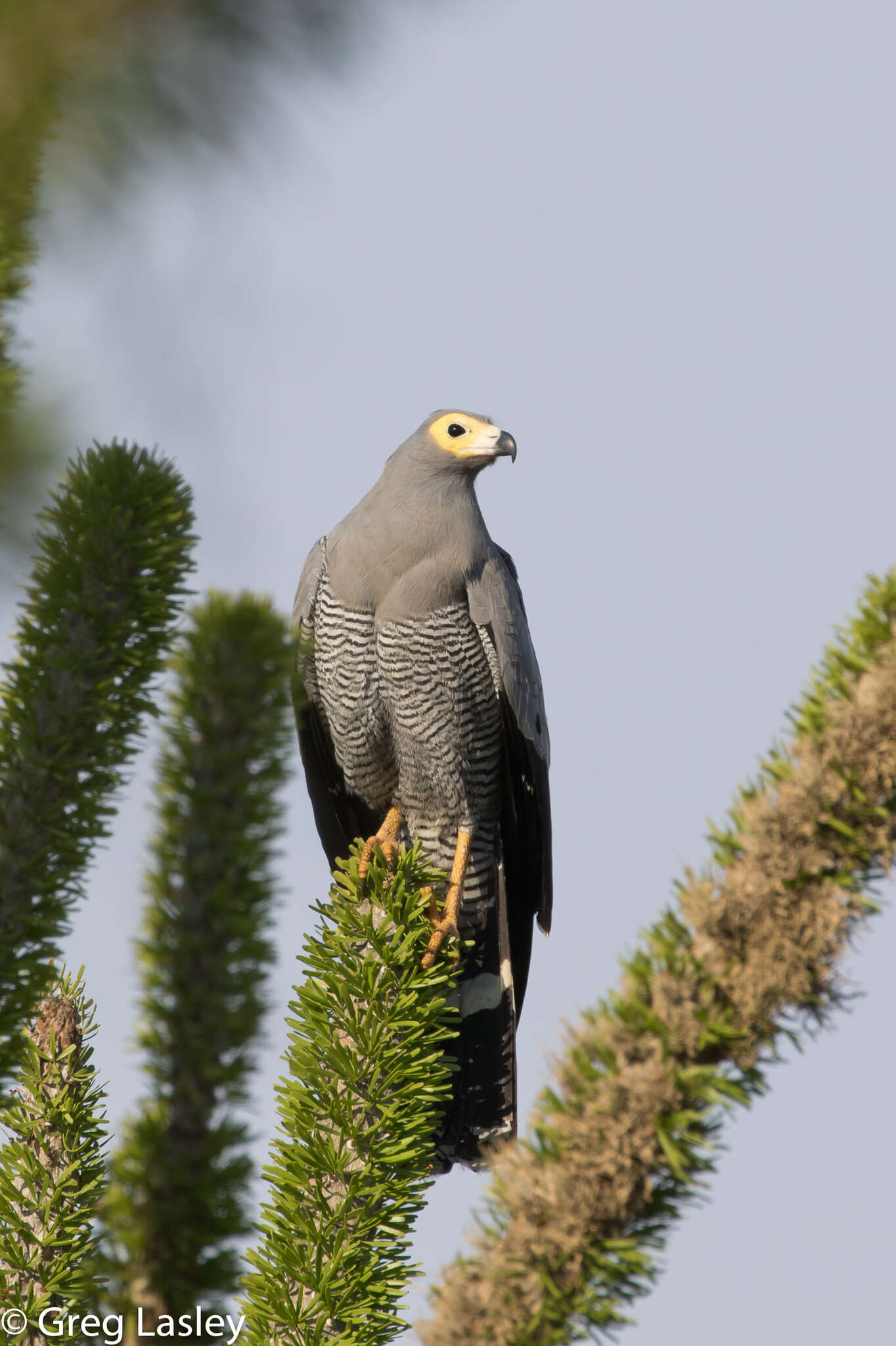 Image of Madagascan Harrier-Hawk