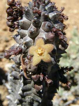 Sivun Ceropegia columnaris (Nel) Bruyns kuva