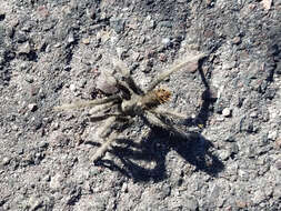 Image of Aphonopelma saguaro Hamilton 2016