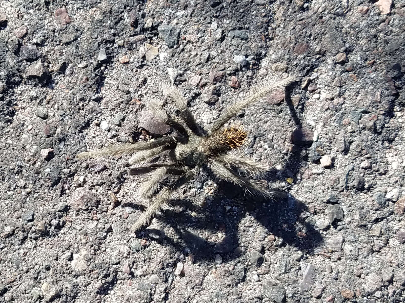 Image of Aphonopelma saguaro Hamilton 2016