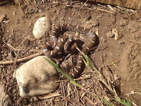 Image of milk snake