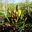 Image of Albuca albucoides (Aiton) J. C. Manning & Goldblatt