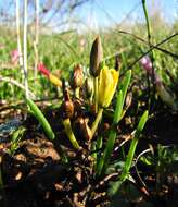 Image of Albuca albucoides (Aiton) J. C. Manning & Goldblatt