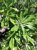 Image of Banksia integrifolia subsp. integrifolia