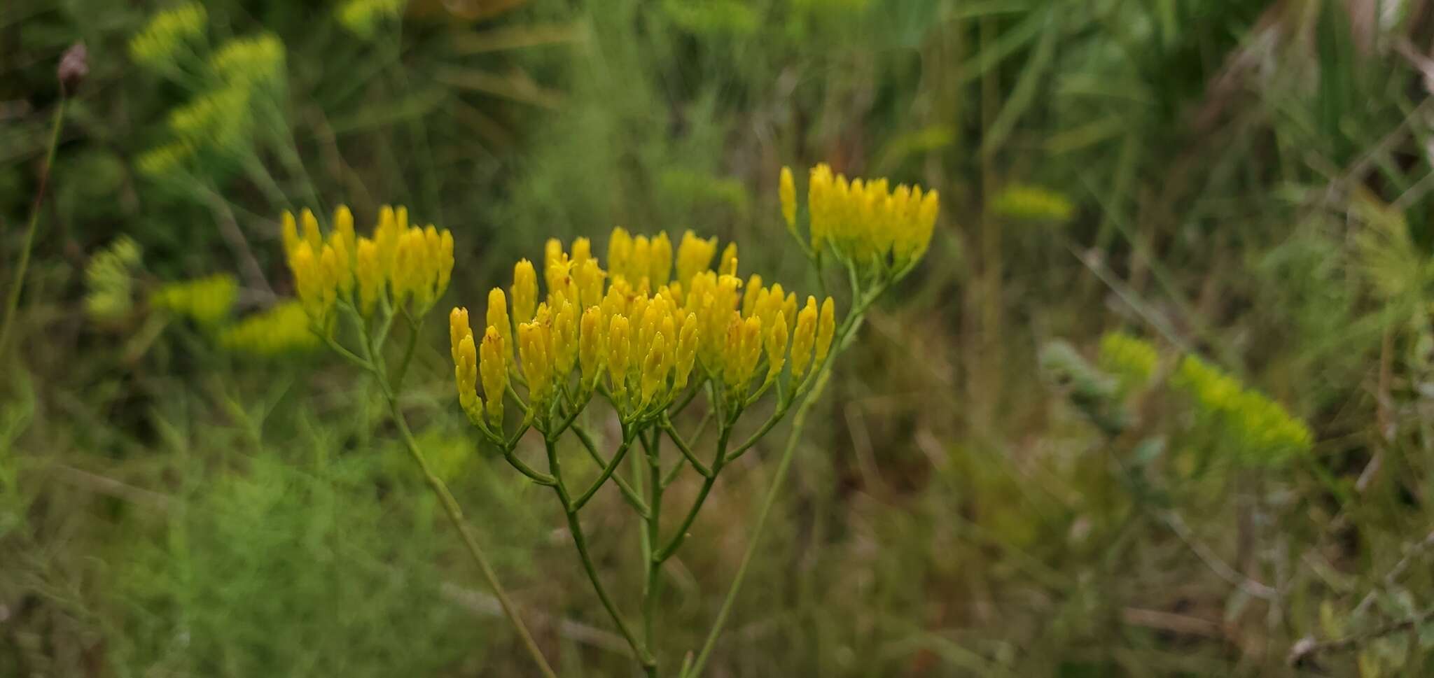 Image of pineland rayless goldenrod