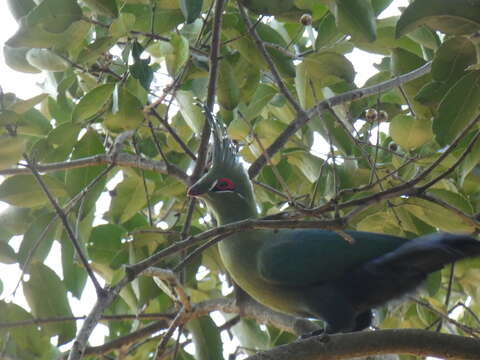 Image of Schalow's Turaco