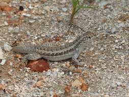 Image of Mountain Curlytail Lizard