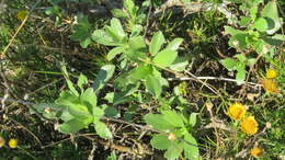 Слика од Grindelia buphthalmoides DC.