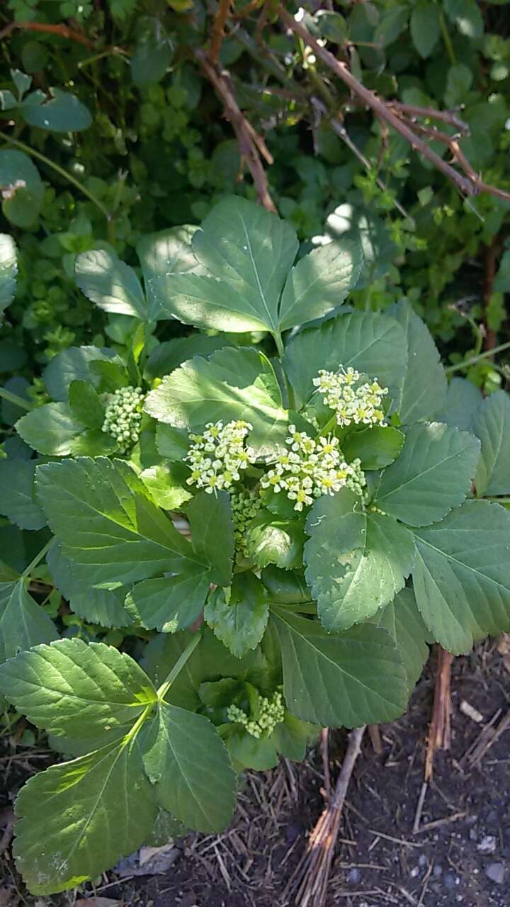 Image of Alexanders