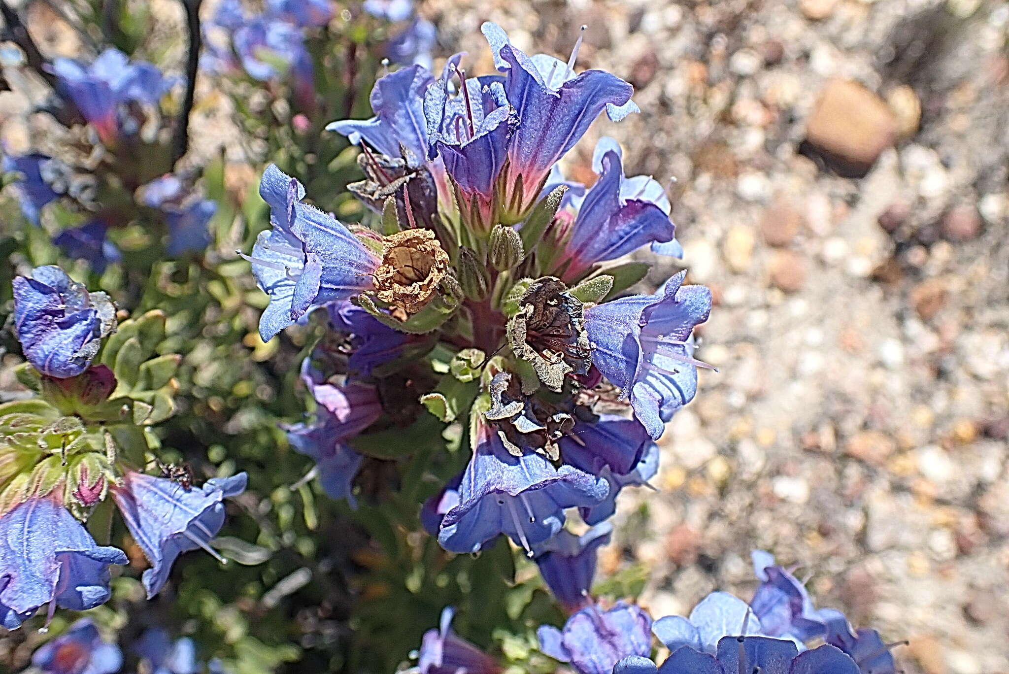 Image of Lobostemon marlothii Levyns