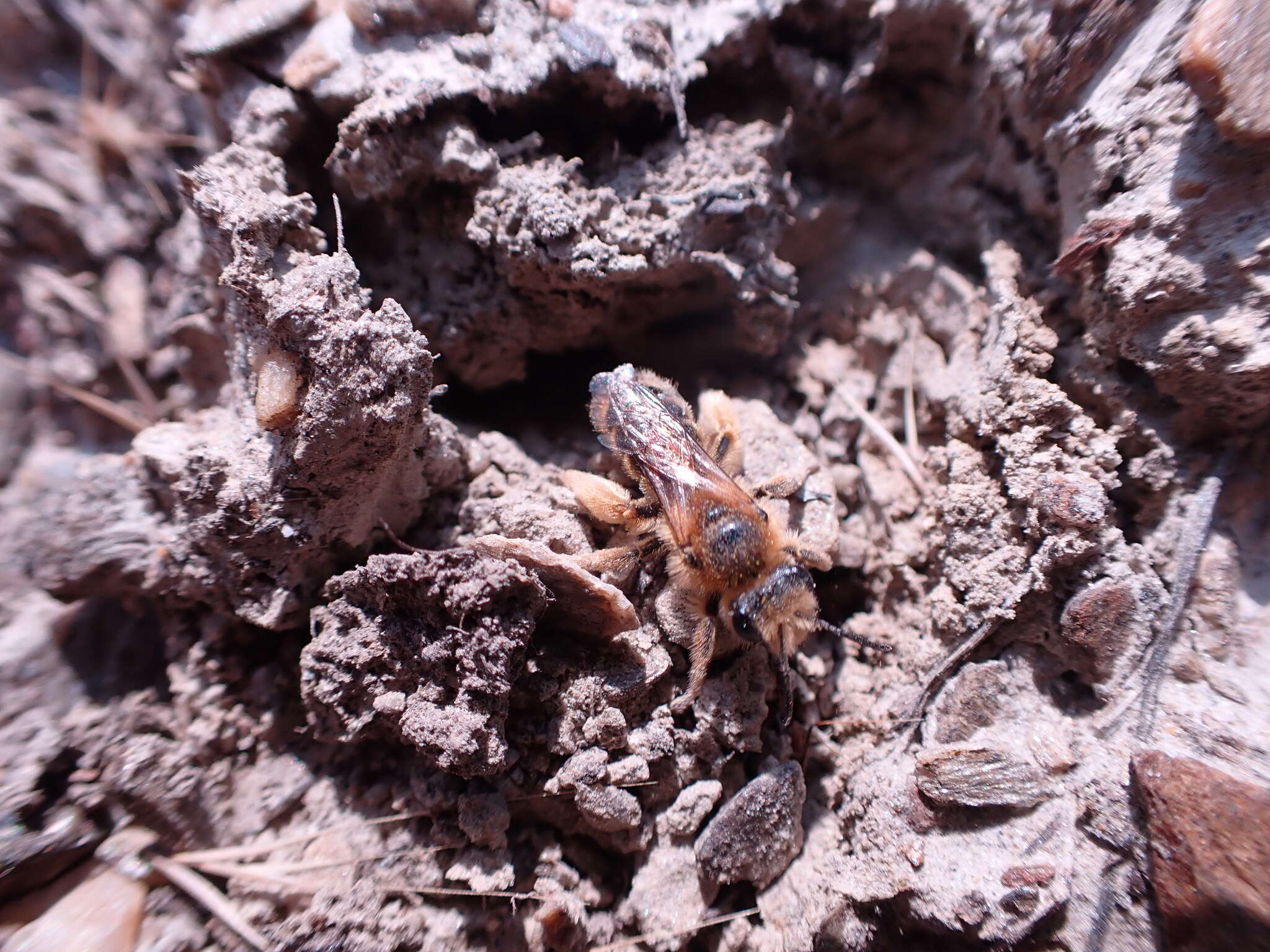 Image of tawny Nesocolletes