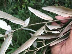 Imagem de Croton stigmatosus F. Muell.