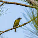 Chlorophonia musica (J. F. Gmelin 1789) resmi