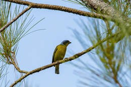 Chlorophonia musica (J. F. Gmelin 1789) resmi