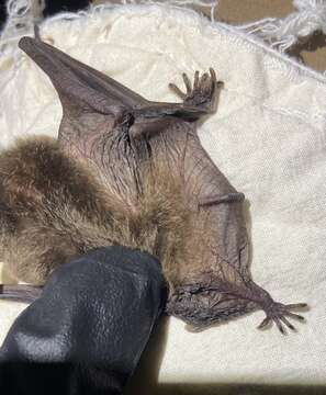 Image of Gray Myotis