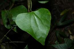 Image of Aristolochia amara (Aublet) O. Poncy